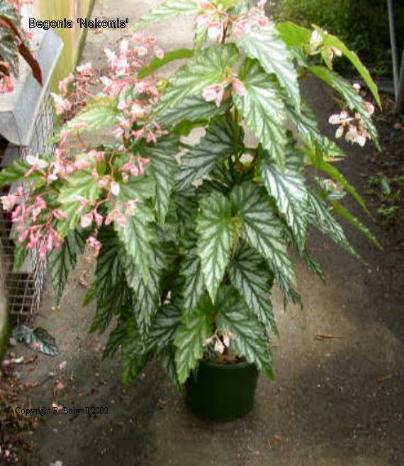 B. ‘Nokomis’